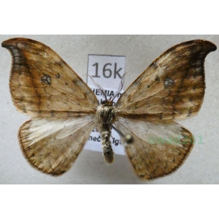 Drepana falcataria (Linnaeus, 1758) male Wycinka sierpianka Czech16k